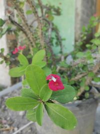 Close-up of pink flowering plant