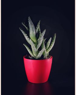 Close-up of potted plant against black background