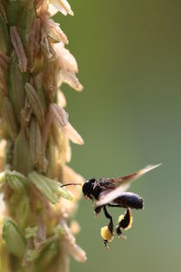 One of the bees is flying out to eat on the soft shoots of the corn plant.