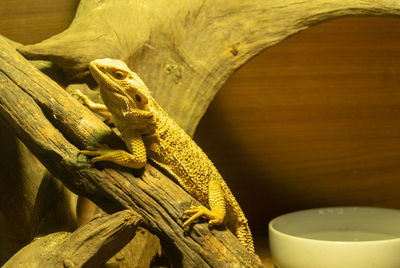 Close-up of lizard on wood