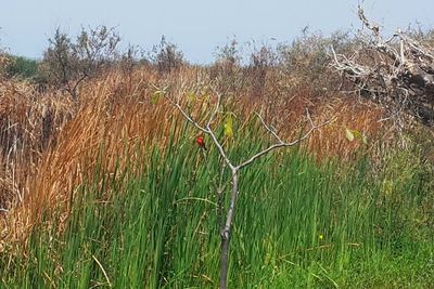 Close-up of flower growing on field against sky