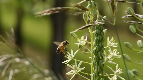 Close-up of bee on flower