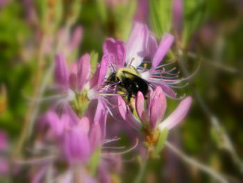 Close-up of bee on purple flower