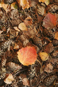 High angle view of dry maple leaves on field