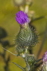 Close-up of thistle flower