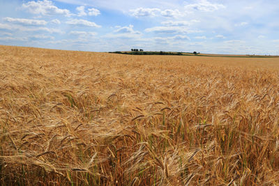 Scenic view of wheat field against sky