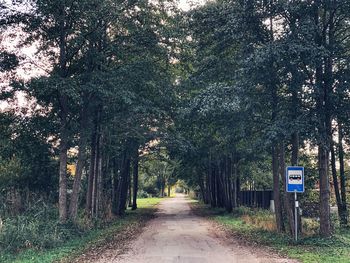 Empty road amidst trees