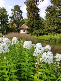 White flowering plants and trees by building