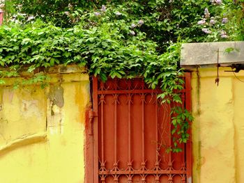 Ivy growing on wall