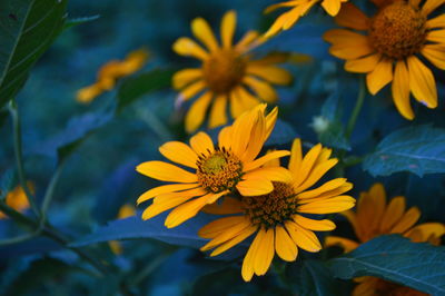 Close-up of yellow flowering plant