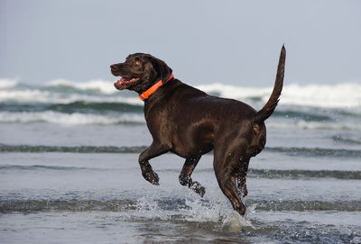 View of chocolate retriever at beach