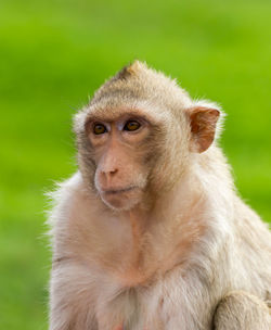 Portrait of monkey sitting on plant outdoors