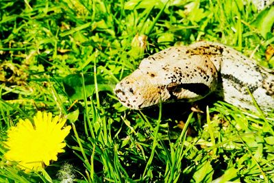 Close-up of white butterfly on grass