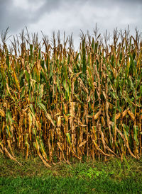 Crops growing on field against sky