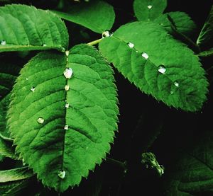 Close-up of fresh green leaf