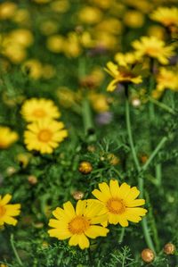 Close-up of yellow flowers blooming outdoors