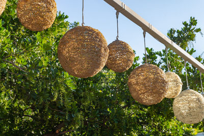 Close-up of fruits growing on tree