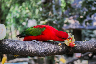 Close-up of parrot perching on branch