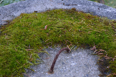 Rocks on grassy field