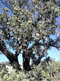 Low angle view of tree against clear sky