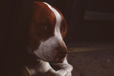 Close-up portrait of a dog
