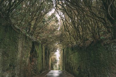 Empty road amidst trees in forest