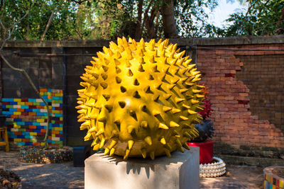 Close-up of yellow flowering plant against wall