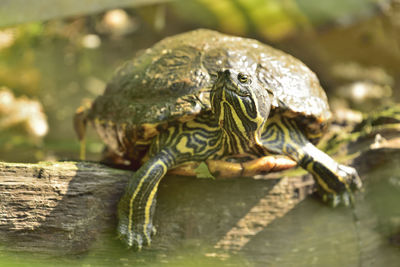 Red eared slider terrapin 