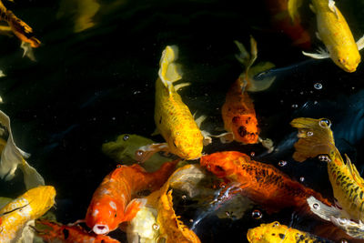 Fish swimming in pond