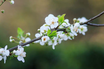 Close-up of white cherry blossom tree