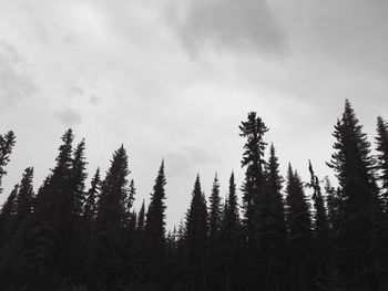 Trees against sky