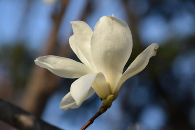 Close-up of white flowering plant