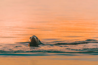 Aquatic mammal swimming in sea during sunset