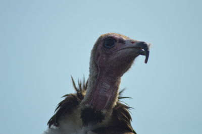 Low angle view of eagle against clear sky