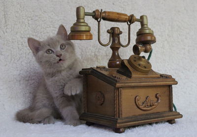 Cat sitting on table at home