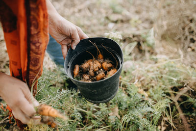 High angle view of person picking carrots