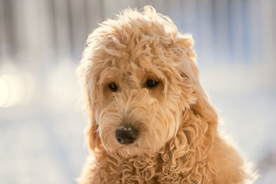 Close-up portrait of a dog