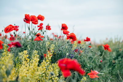 Close-up of red poppy flowers on field