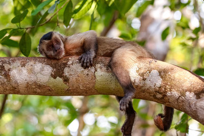 Hooded capuchin relaxed on a branch in a tree, arms and legs hanging down