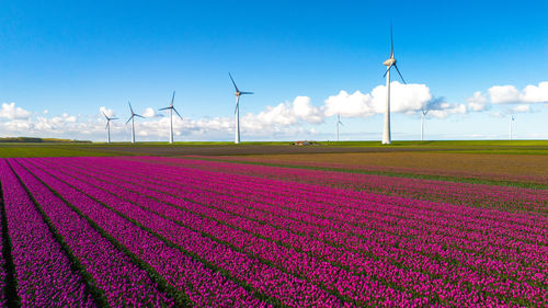 Scenic view of agricultural field against clear blue sky