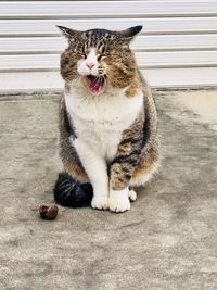 Portrait of cat yawning