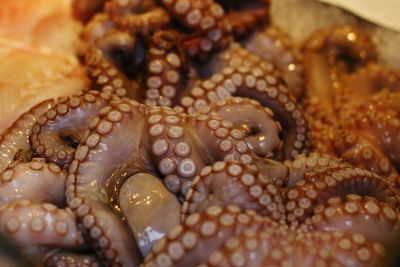 Full frame shot of octopus tentacles for sale in fish market