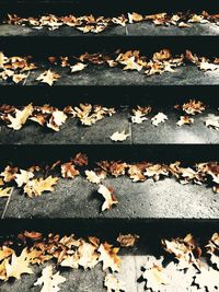 Close-up of autumn leaves