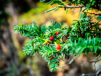 Close-up of berries growing on tree