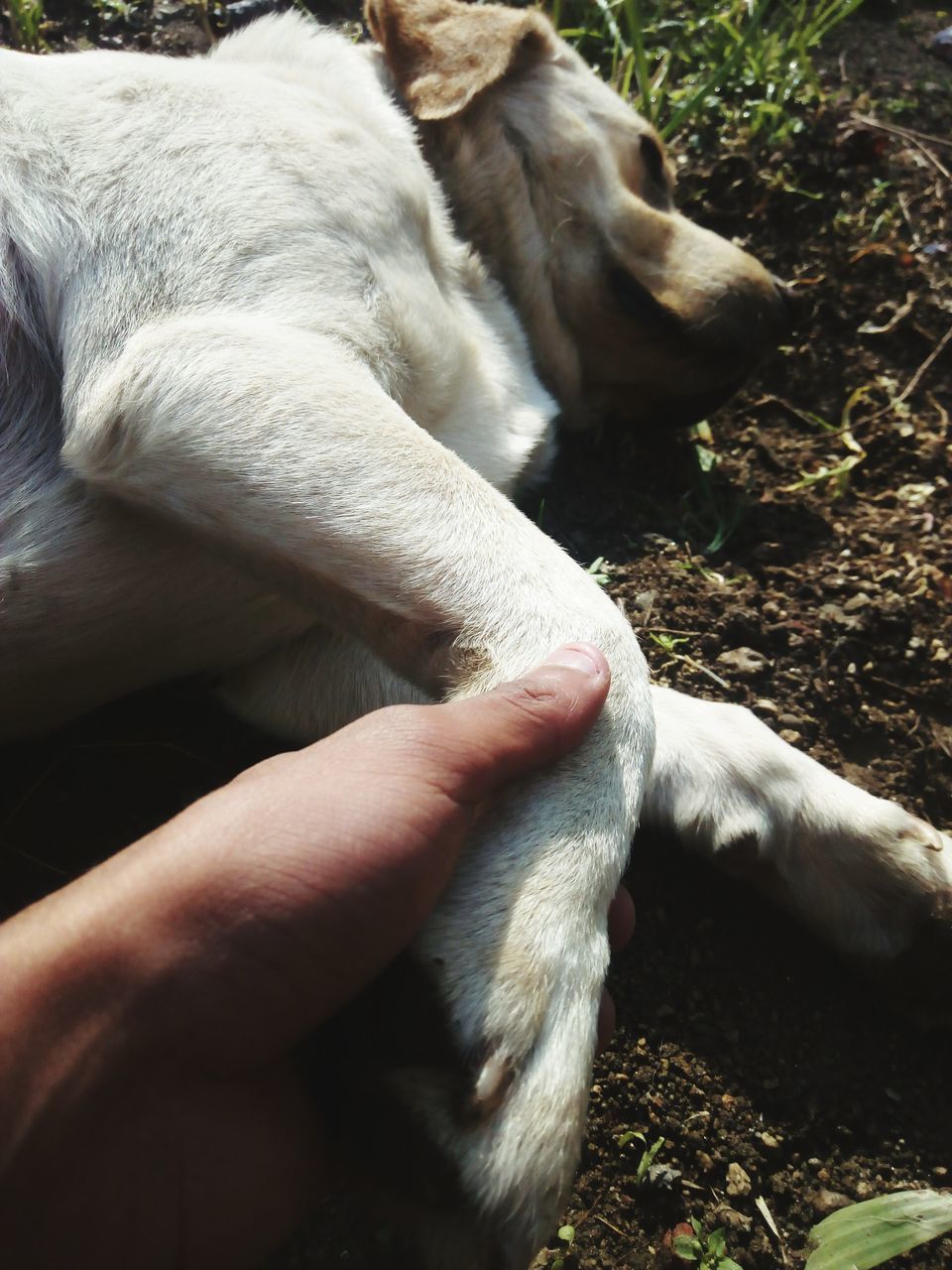 CLOSE-UP OF DOG LYING DOWN ON ROCK