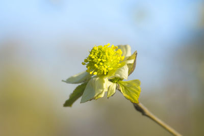 Close-up of yellow flowering plant