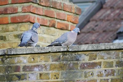Pigeons perching on wall