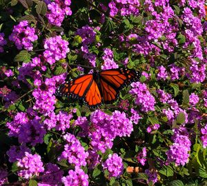 Butterfly on purple flower