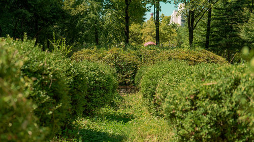 Plants and trees in forest