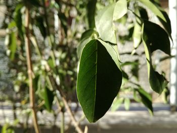 Close-up of fresh green leaves